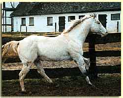 Prince Mighty Tim -Breeder W�lfl Appaloosas