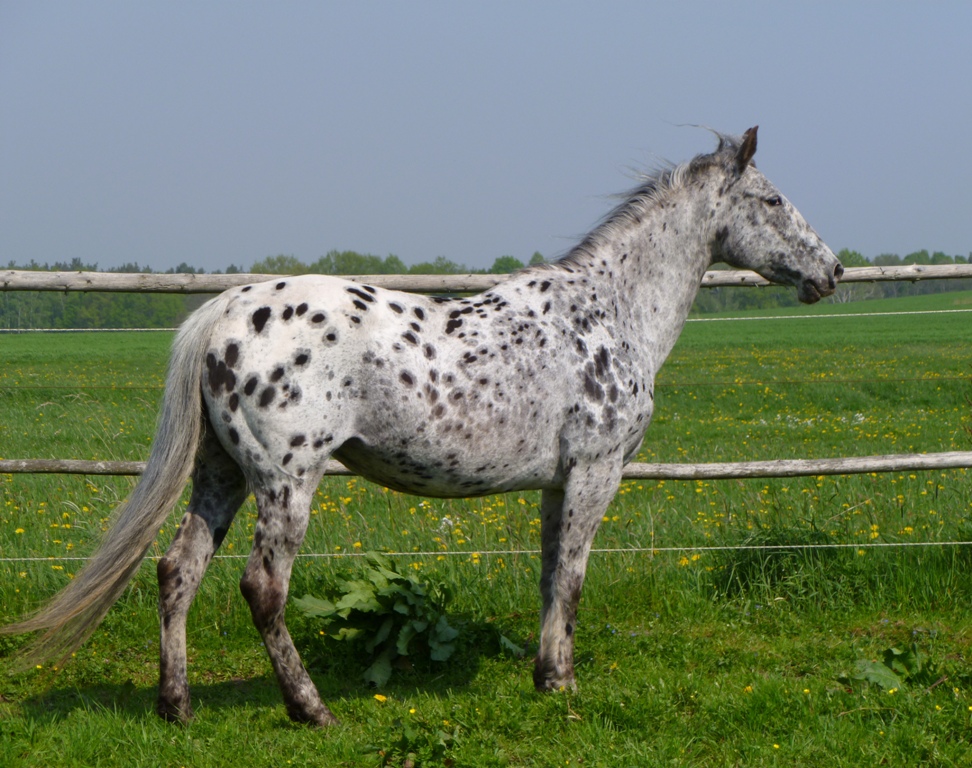 OK Frosty Time- Breeder Frank Keirle