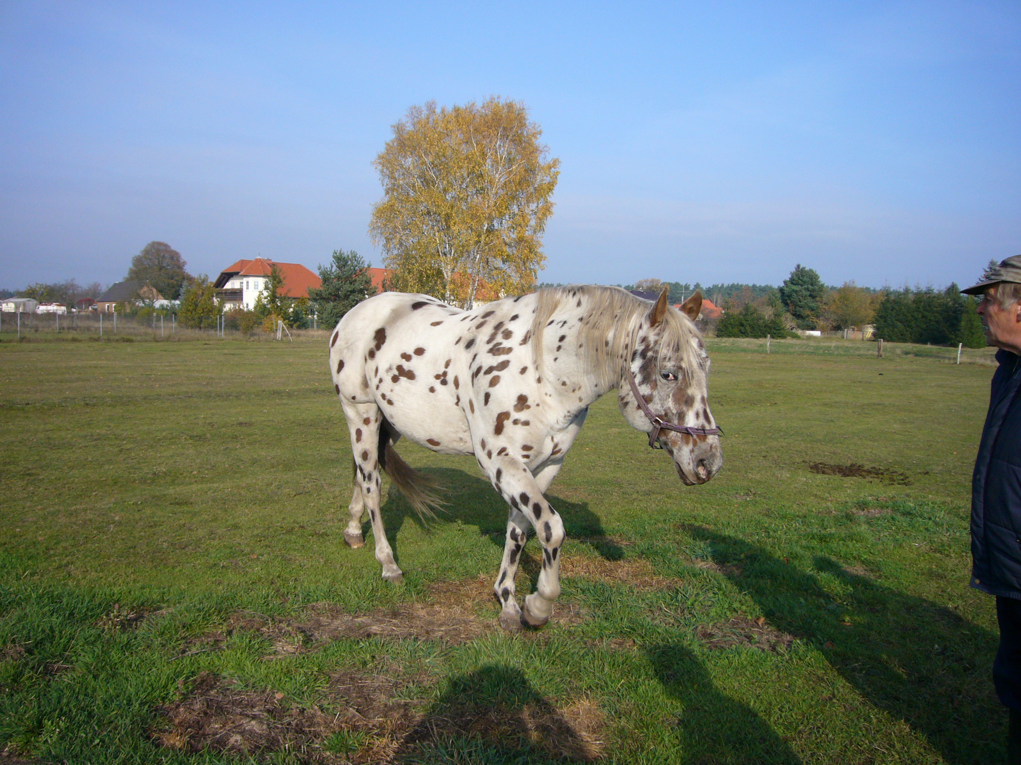 Prince Shado Cloud- Breeder Fam G�nther
