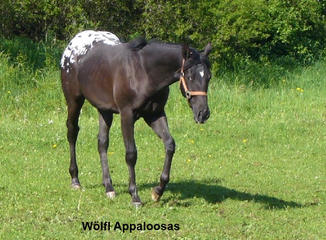 JW Frostys Bo- Black Stallion
