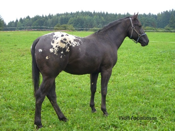 JW Frostys Bo- Black Stallion (on photo 2 years old)