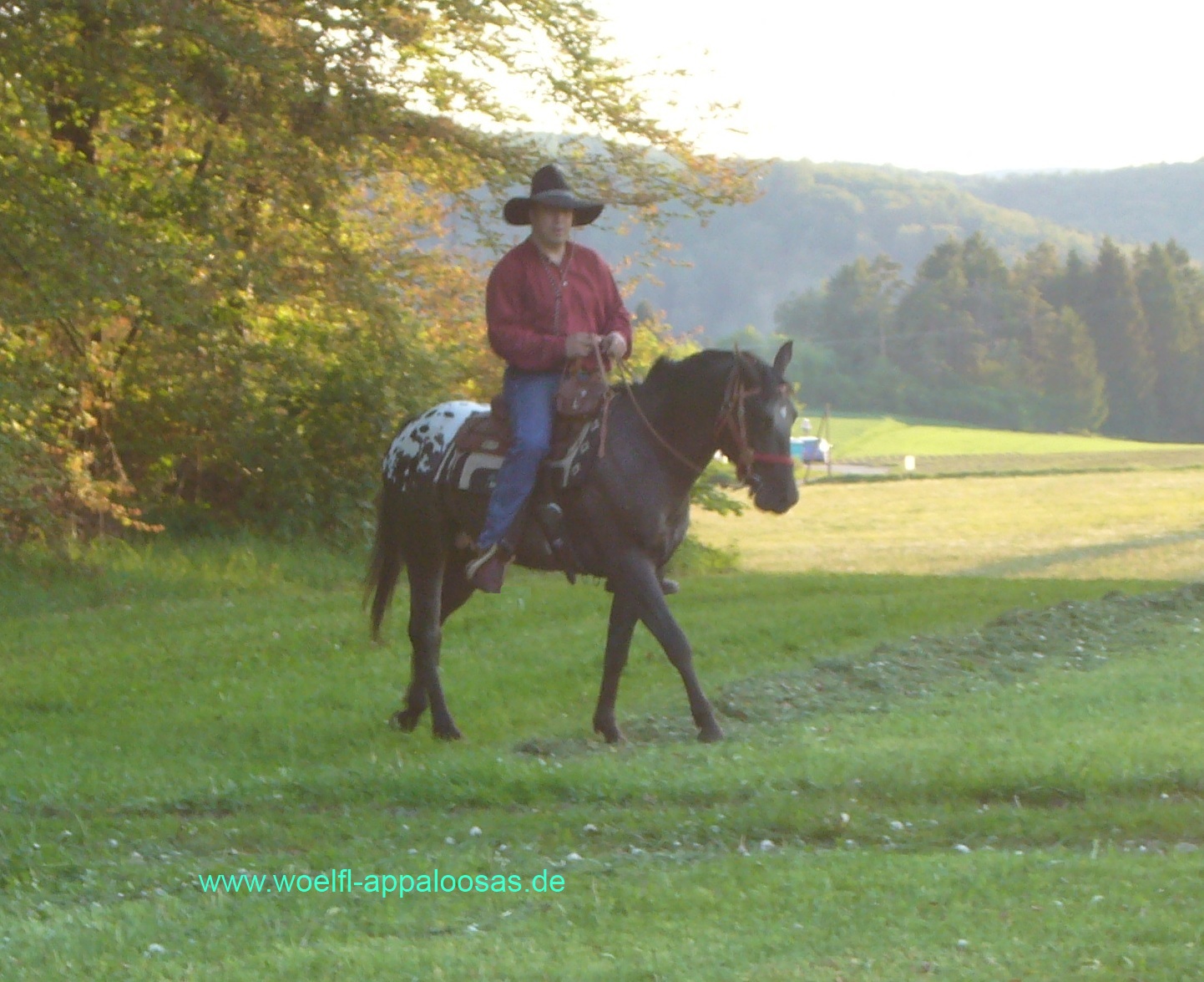 JW Frosty�s Bo--Breeding Stallion