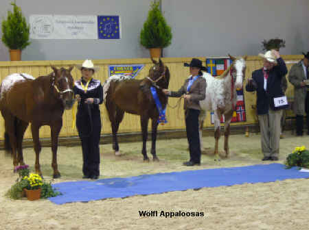 Heza Spotted Bubble - European Champion FPD Halter Stallion 2007