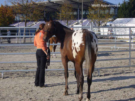 European Champion FPD Stallion Open 2007