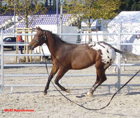 Heza Spotted Bubble-- European Champion FPD Halter Stallion 2007 