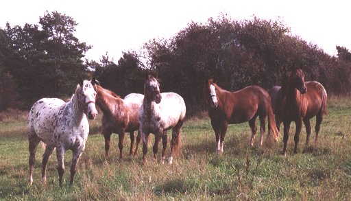 Our horses--W�lfl Appaloosas