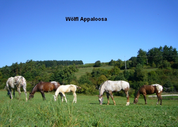 Wlfl Appalooas 2008
