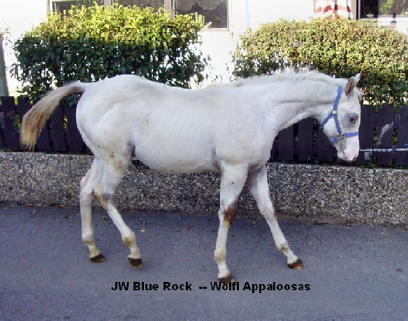 JW Blue Rock -- W�lfl Appaloosas