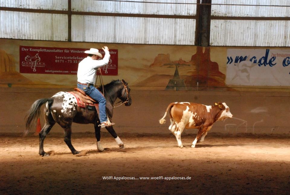 JW Frosty Bo, Appaloosa Stallion