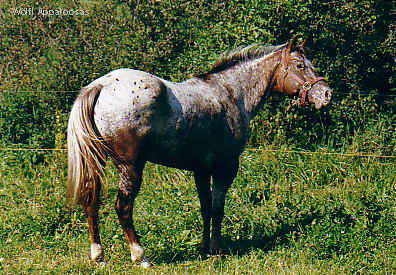 Scoot 2002