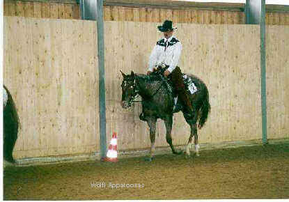 Scoot ridden by Jrgen Wlfl- Bavarian Championship